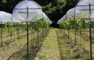 赤ワイン用サンジョベーゼとネッビオーロの畑